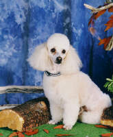 Baron Rouge Bureker registered poodle